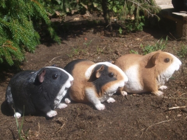 Meerschweinchen lebensecht 6 Stück im SET HOTANT