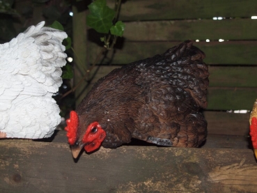Deko Huhn Kantenhocker 3 verschiedene Farben Esschert