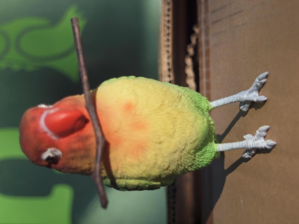 Agapornide Love Bird lebensecht von Hotant