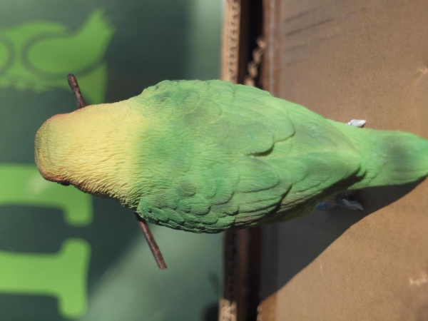 Agapornide Love Bird lebensecht von Hotant