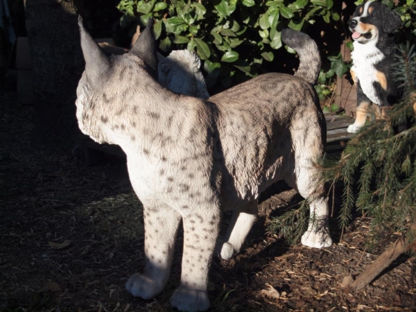 Luchs stehend lebensecht von Hotant