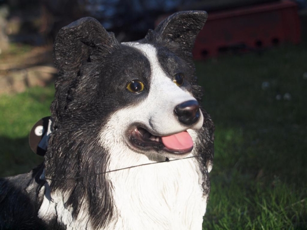 Border Collie naturgetreu liegend von Hotant