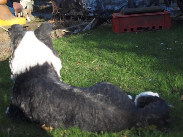 Border Collie naturgetreu liegend von Hotant