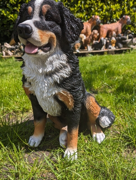 Berner Sennenhund lebensecht von Hotant