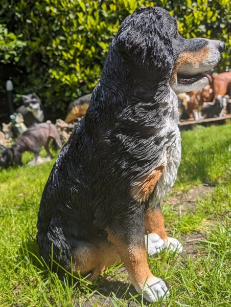 Berner Sennenhund lebensecht von Hotant