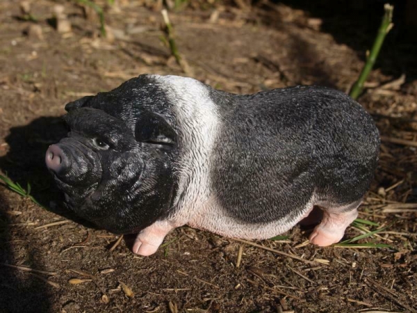 Hängebauchschwein