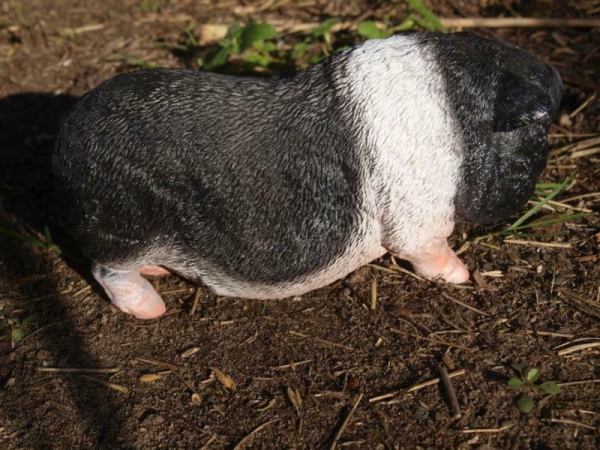 Hängebauchschwein
