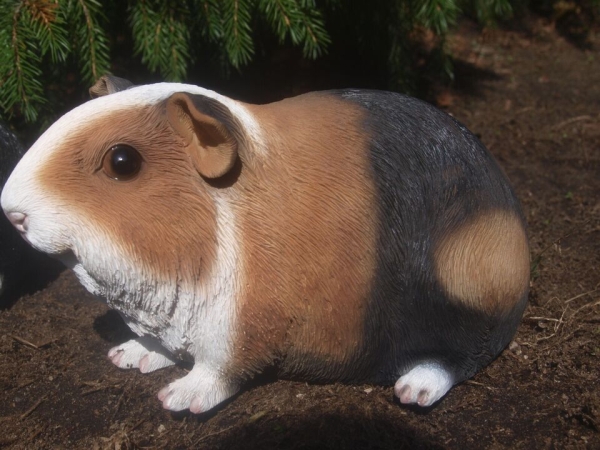 Meerschweinchen lebensecht 6 Stück im SET HOTANT