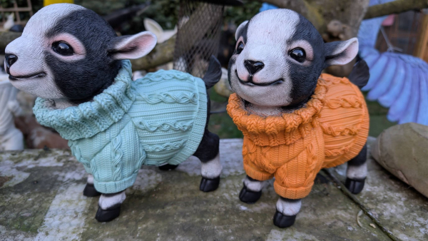 niedliches Ziegenbaby im Pulli