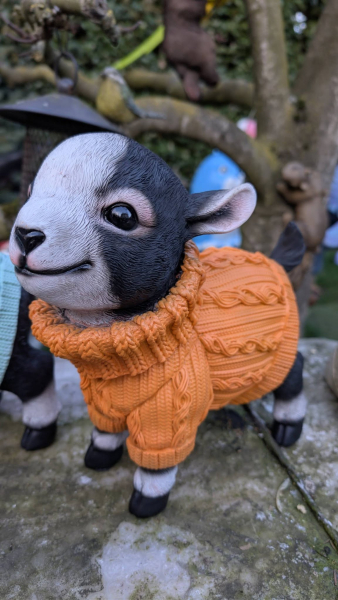 niedliches Ziegenbaby im Pulli