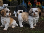 Shih Tzu Figur lebensgroß stehend